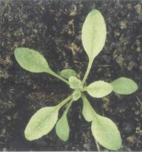 High resolution image of this Arabidopsis plant