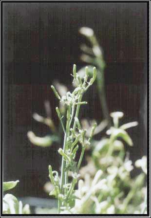 High resolution image of this Arabidopsis plant