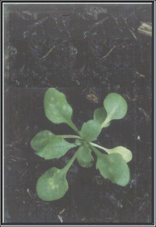 High resolution image of this Arabidopsis plant