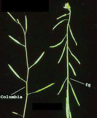 High resolution image of this Arabidopsis plant