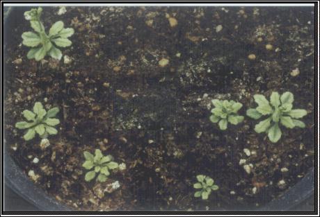 High resolution image of this Arabidopsis plant