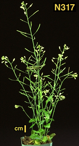 High resolution image of this Arabidopsis plant