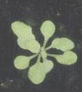 High resolution image of this Arabidopsis plant