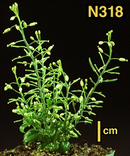 High resolution image of this Arabidopsis plant