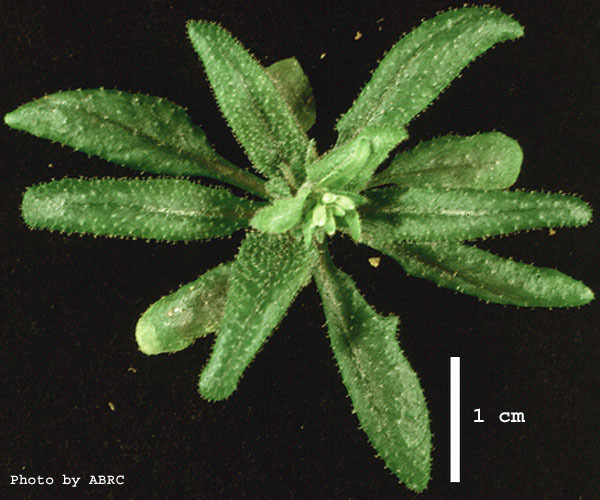 High resolution image of this Arabidopsis plant