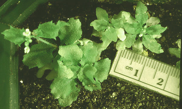High resolution image of this Arabidopsis plant