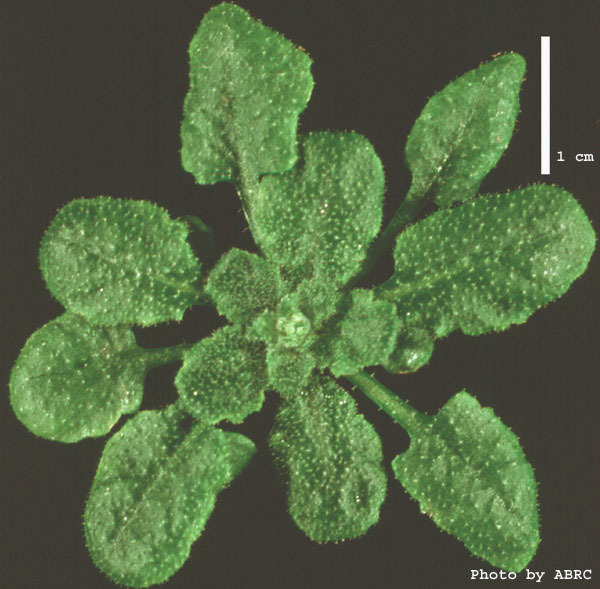 High resolution image of this Arabidopsis plant