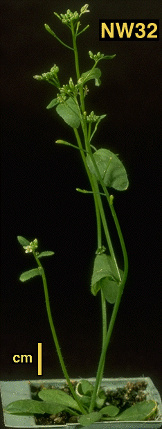 High resolution image of this Arabidopsis plant