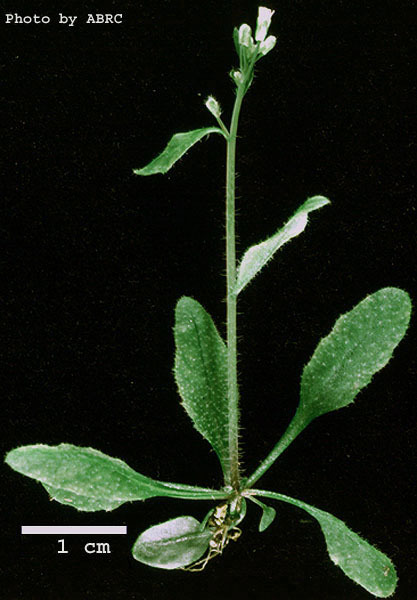 High resolution image of this Arabidopsis plant