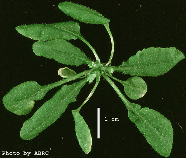High resolution image of this Arabidopsis plant