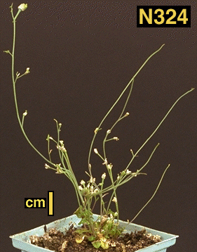 High resolution image of this Arabidopsis plant