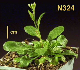High resolution image of this Arabidopsis plant