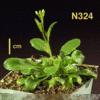High resoltion image of this Arabidopsis plant