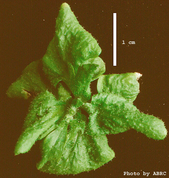 High resolution image of this Arabidopsis plant