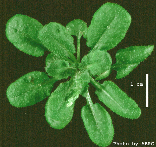 High resolution image of this Arabidopsis plant