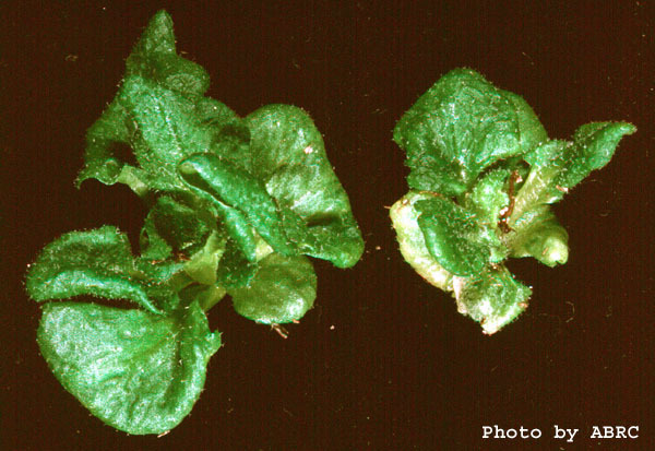 High resolution image of this Arabidopsis plant