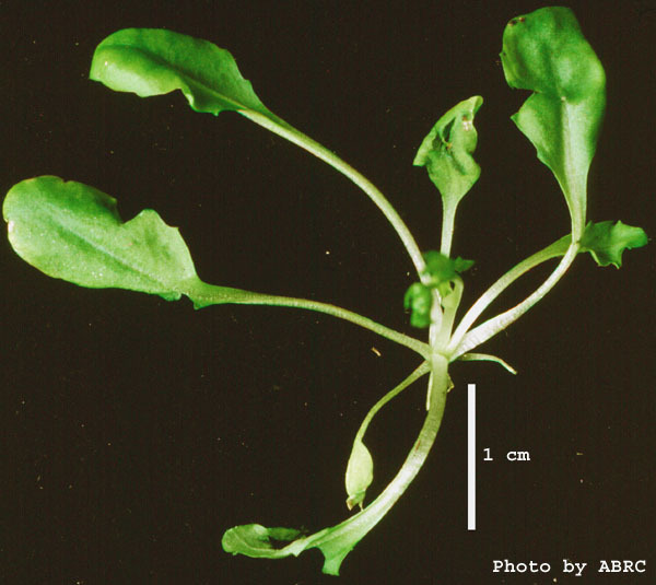 High resolution image of this Arabidopsis plant