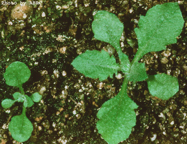 High resolution image of this Arabidopsis plant