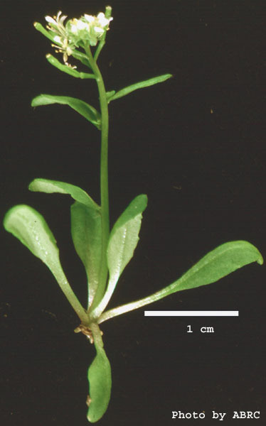 High resolution image of this Arabidopsis plant