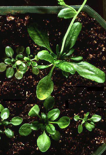 High resolution image of this Arabidopsis plant