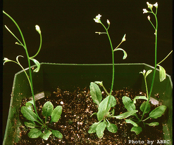 High resolution image of this Arabidopsis plant