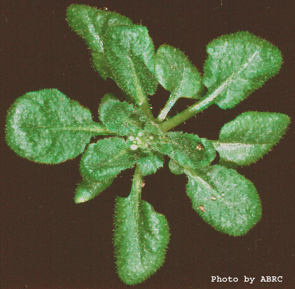 High resolution image of this Arabidopsis plant