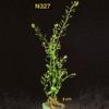 photo of Arabidopsis plant