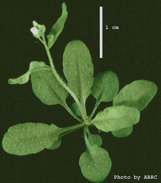 High resolution image of this Arabidopsis plant