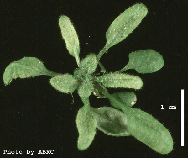 High resolution image of this Arabidopsis plant