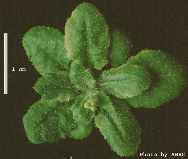 High resolution image of this Arabidopsis plant