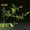 photo of Arabidopsis plant