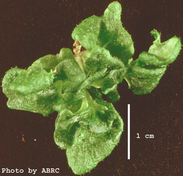 High resolution image of this Arabidopsis plant