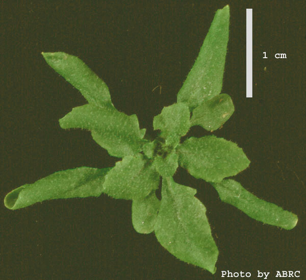 High resolution image of this Arabidopsis plant