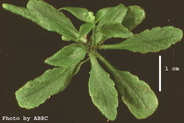 High resolution image of this Arabidopsis plant