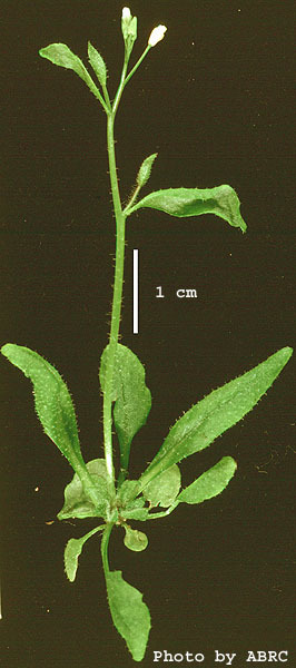 High resolution image of this Arabidopsis plant