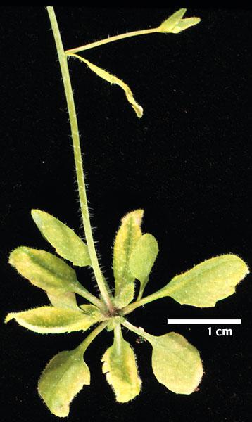 High resolution image of this Arabidopsis plant