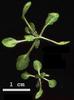 photo of Arabidopsis plant