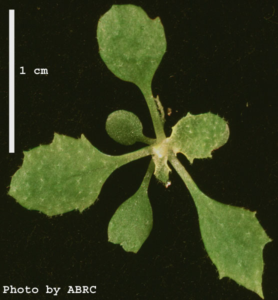 High resolution image of this Arabidopsis plant