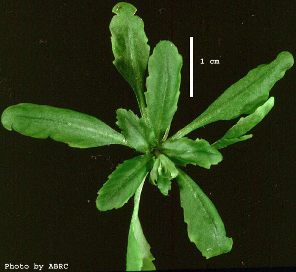 High resolution image of this Arabidopsis plant