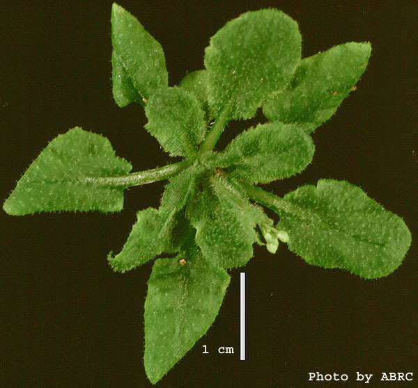 High resolution image of this Arabidopsis plant