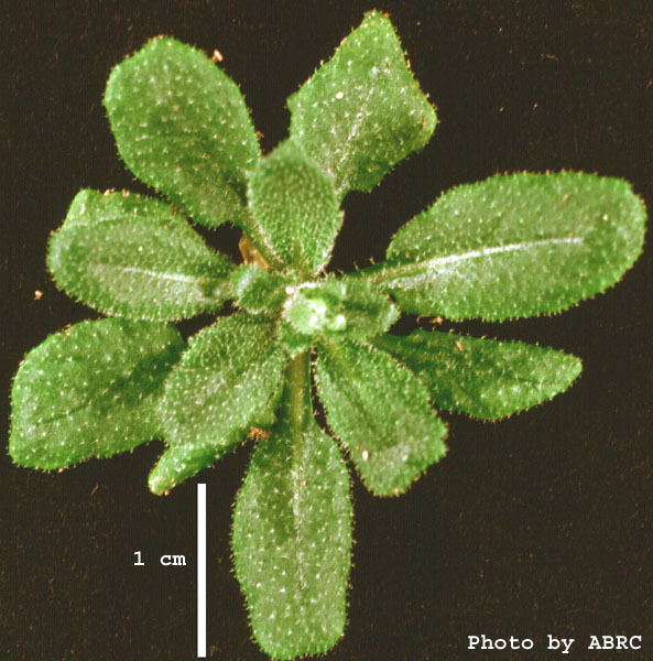 High resolution image of this Arabidopsis plant