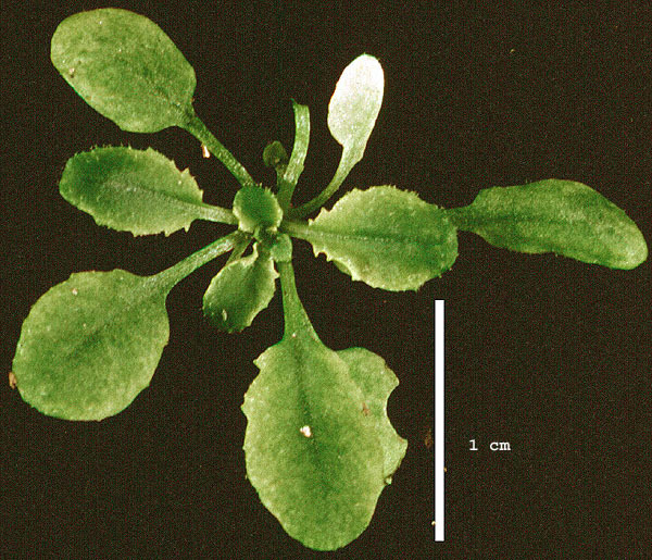 High resolution image of this Arabidopsis plant