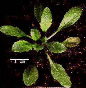 High resolution image of this Arabidopsis plant