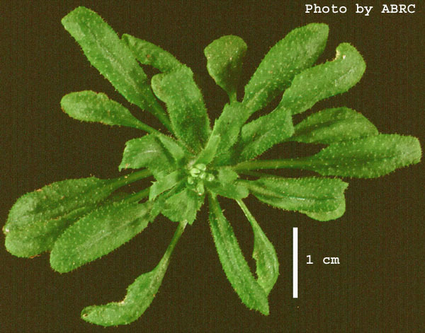 High resolution image of this Arabidopsis plant