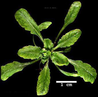 High resolution image of this Arabidopsis plant
