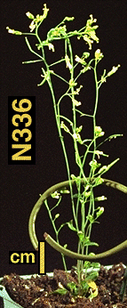 High resolution image of this Arabidopsis plant