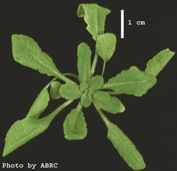 High resolution image of this Arabidopsis plant