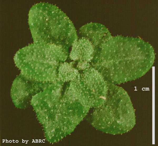 High resolution image of this Arabidopsis plant