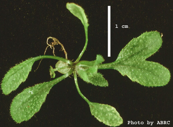 High resolution image of this Arabidopsis plant