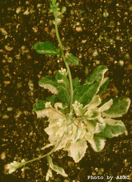 High resolution image of this Arabidopsis plant